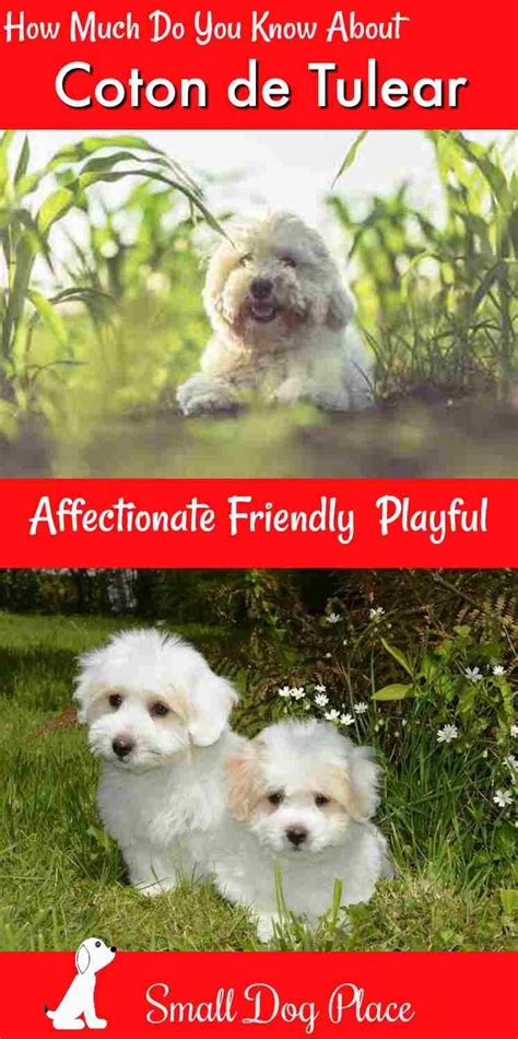 Coton de Tulear: The Ultimate Fluffy Dog, Breed Profile