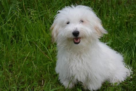 Coton de tulear or coton coton de tulear complete dog manual coton de tulear dog care costs feeding grooming. - The authentic man a guide to happiness and purpose.
