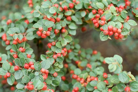 Cotoneasters a comprehensive guide to shrubs for flowers fruit and foliage. - Norsk form af ectocarpus tomentosoides farlow..