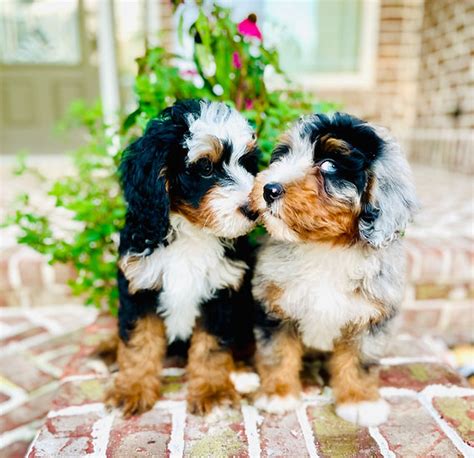 94 views, 3 likes, 6 loves, 1 comments, 1 shares, Facebook Watch Videos from Cotton Country Doodles: Here is Saylor May and Sadie Mae and they are sisters from the same litter and future Cotton.... 