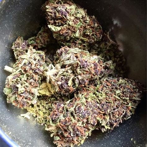 The Strain - Purple Chem is a cross of Stardawg