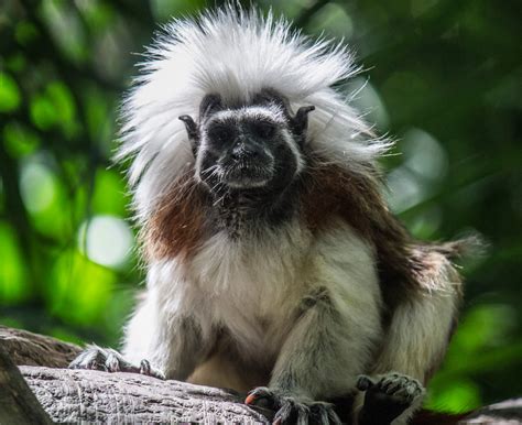 Cotton top tamarin for sale. The cotton-top tamarin is part of the most diminutive family of monkeys, Callitrichidae, the marmosets and tamarins; it weighs 432 g (15.2 oz) on average. Its head–body length is 20.8–25.9 cm (8.2–10.2 in), while its tail—which is not prehensile—is slightly longer at around 33–41 cm (13–16 in). 