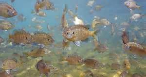 Cotton-Picking Bluegills - Louisiana Sportsman