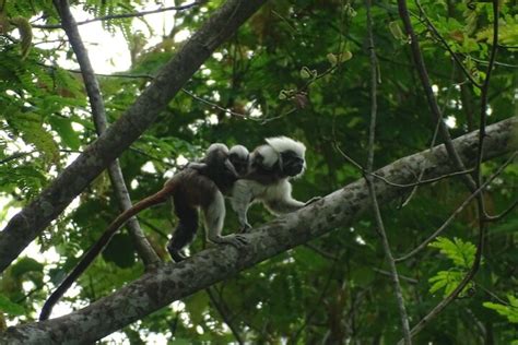 Cotton-top Tamarin Adventure Tour - Tripadvisor