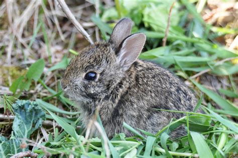 Cottontails Onlyfans Leak