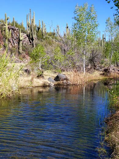 Cottonwood Creek Fishing near Cave Creek, Arizona