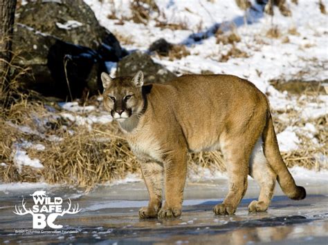 Cougar – WildsafeBC