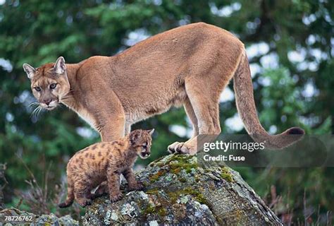 😈 Cougar And The Cub – Onlyfans Leaked +18