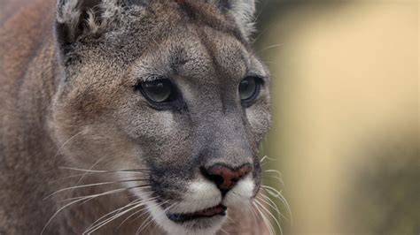Cougar Victoria Porn