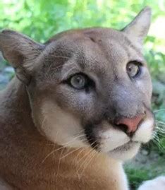 Cougar at Massachusetts zoo is euthanized after suffering from seizures: ‘Heartbroken’
