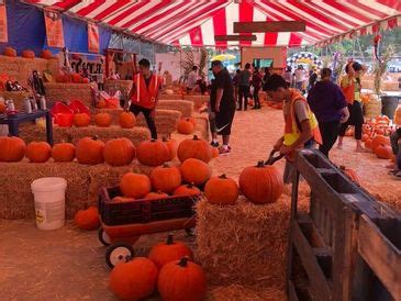 Cougar Mountain Pumpkin Patch & Christmas Trees details with 📞 phone number, 📅 work hours, 📍 location on map. Find similar shopping malls in Los Angeles on Nicelocal.. 