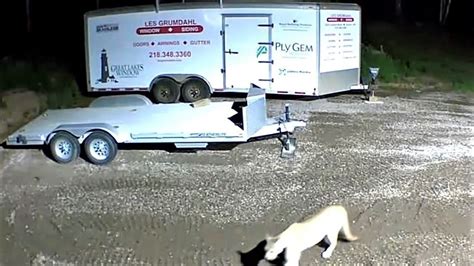 Cougar roaming Duluth, according to multiple video cameras