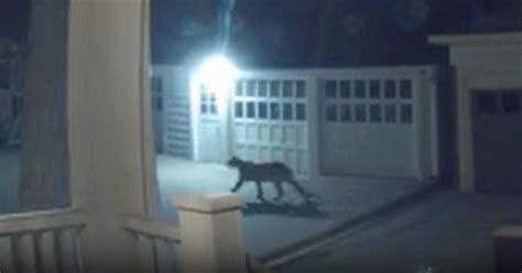 Cougar spotted on video roaming through Minneapolis neighborhood