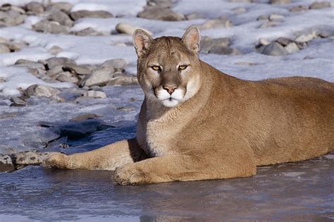 Cougars - Discover Vancouver Island