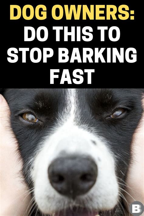 Could Excessive Barking Be Caused By Gas? – BabelBark