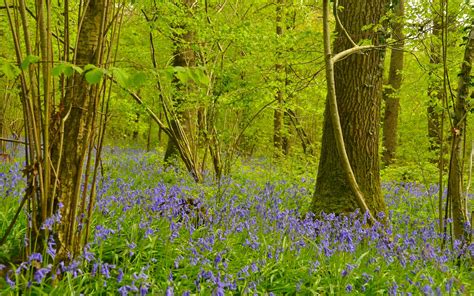 Could You Help Uncover Duncliffe Wood’s Hidden …