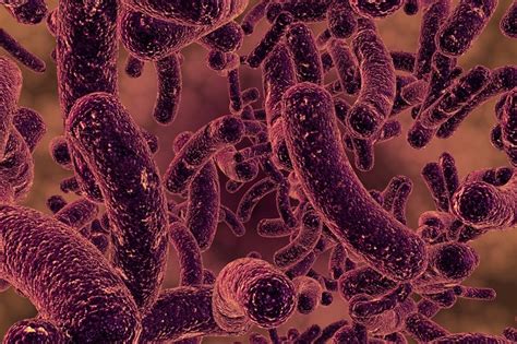 Could gut bacteria predict gout? Probiotics Learning Lab