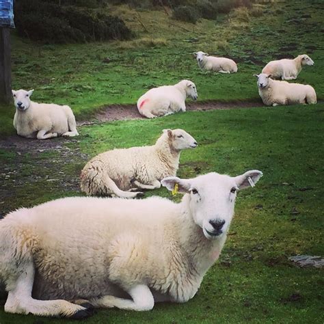 Counting Sheep Studio