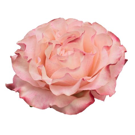 Country Candy - Garden rose