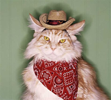 Country cat. Things To Know About Country cat. 