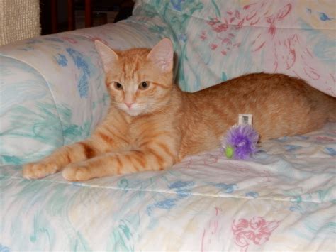 Country cat facebook.  Country Cat Website https://www. com/CountryCatInc/ Country Ca...