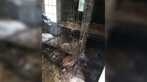 Couple charged after 150 dead dogs found on property; hundreds more rescued