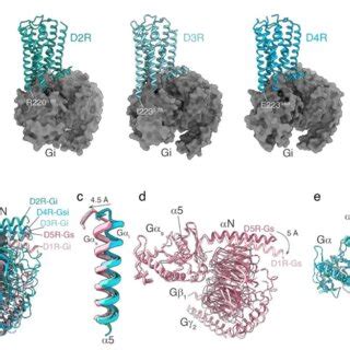 Coupling of Dopamine Receptors to G Proteins: Studies