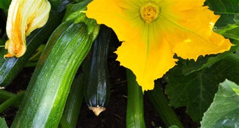 Courgette Growing Guide Tui When to plant, feeding, …