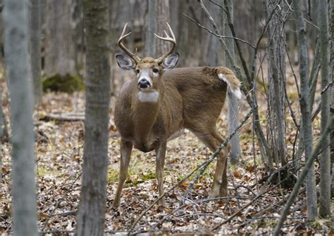 Court rules Montreal-area city can cull white-tailed deer population in local park