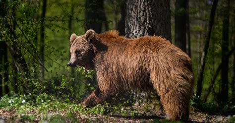 Court spares life of bear that killed runner in the Alps