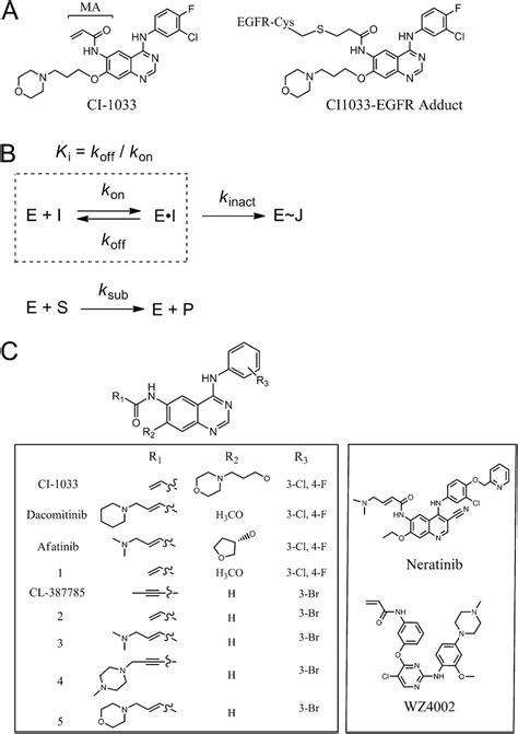 Covalent EGFR inhibitor analysis reveals importance of reversible ...