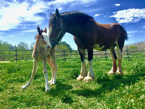 Covell's Clydesdales: A unique experi