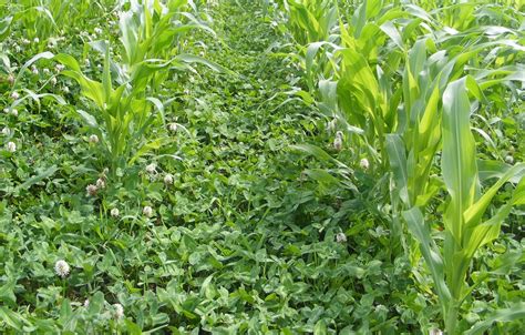 Cover Crops Are a Good Fit for Seed Corn