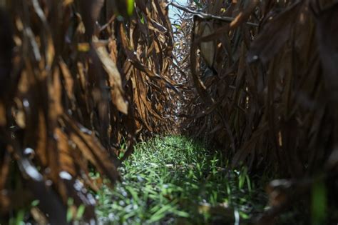 Cover crops help the climate and environment but most farmers say no. Many fear losing money