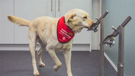Covid-sniffing dogs can help detect infections in K-12 schools, new California study suggests
