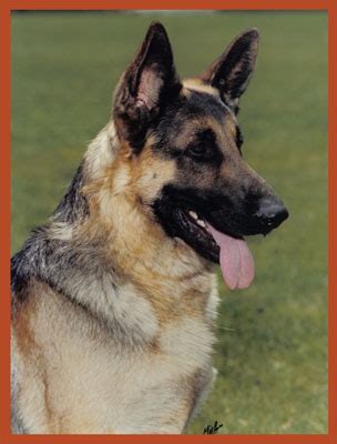 Covy Tucker Hill German Shepherd Breeders - About …