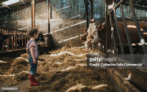 Cow Barn Bildbanksfoton och bilder - Getty Images