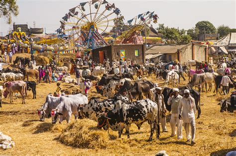 Cow Bazar; New App For Buying And Selling Cows