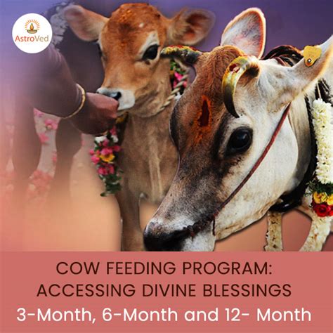 Cow Calf Feeding Program Cow Pooja Donate a Cow