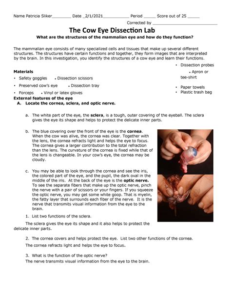 Cow Eye Dissection Lab Report Answers