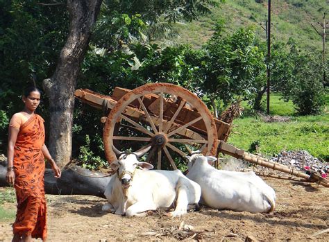 Cow Farming In India: What Is It & Are Indian Cow Farms Cruel?