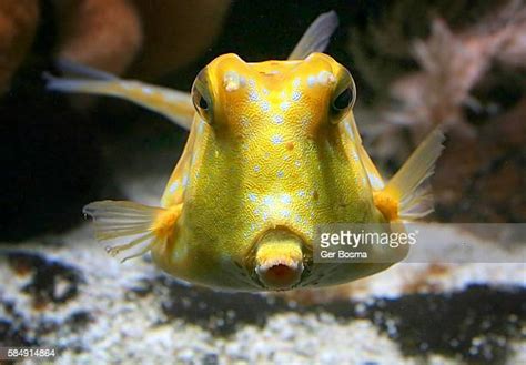 Cow Fish Photos and Premium High Res Pictures - Getty Images