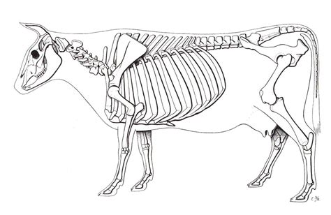Cow Skeleton Drawing