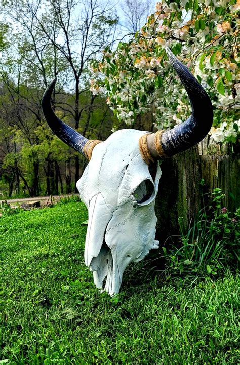 Cow Skull - Etsy