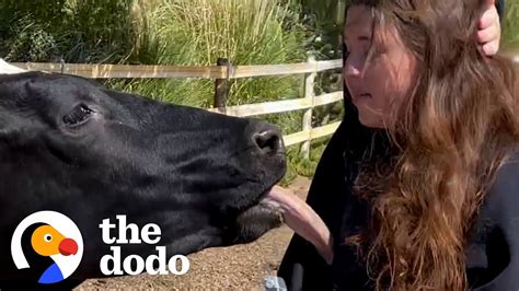 Cow With Heart On His Forehead Loves To Give Kisses - YouTube