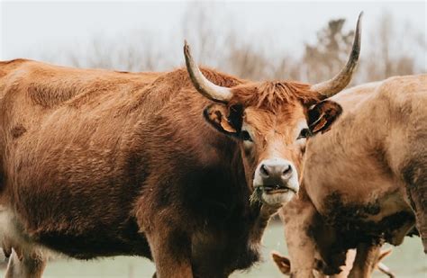 Cow attacks per year.  We produce statistics for deaths which occur in Re...