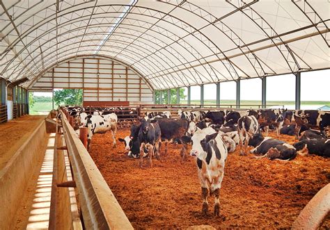Cow barn design.  This guide offers practical ideas for designing and ...