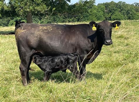 Cow calf pairs for sale. Cattle for Sale. View 'Cattle for Sale' listings; Recent Listings of 25 Head or More; Recent Listings of 24 Head or Less; ... Cow And Calf Pairs North Carolina. 5 Reg. Brahman Pairs... Northwest NC Cow And Calf Pairs … 