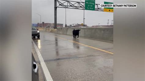 Cow causes commotion after getting loose on Michigan highway