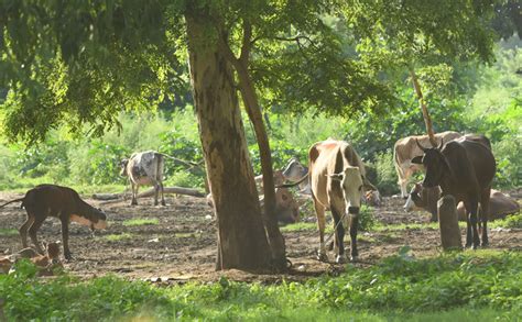 Cow cess brings in Rs7 cr, no respite from stray menace